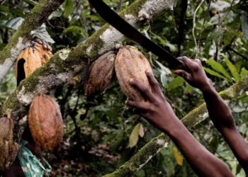 Will chocolate lovers soon be affected by rising cocoa prices?  |  Economy