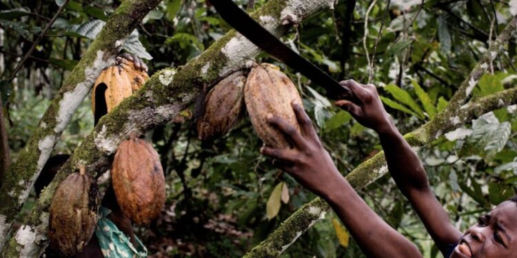 Will chocolate lovers soon be affected by rising cocoa prices?  |  Economy