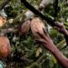 Will chocolate lovers soon be affected by rising cocoa prices?  |  Economy