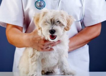 Woman tried to poison her veterinarian husband