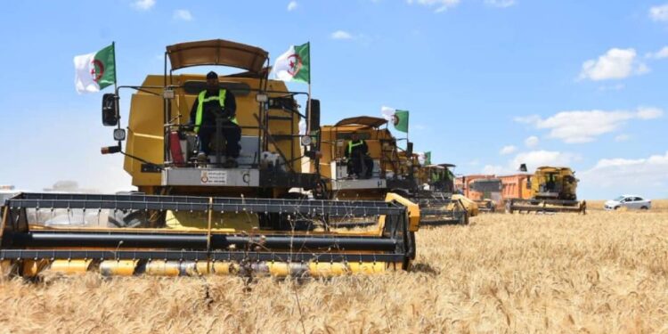 Algeria.. $455 million agreement with Italian “PF” to produce grains | Economy