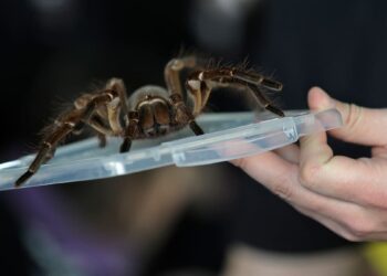 Charged with throwing tarantula at tenant