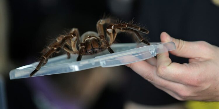 Charged with throwing tarantula at tenant