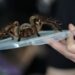 Charged with throwing tarantula at tenant