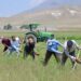 Concerns over future of Türkiye’s agricultural sector due to labour shortage | Economy