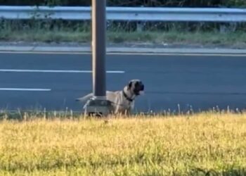 Dog Abandoned Along ‘Dangerous’ New York Highway