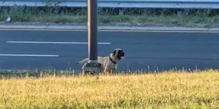 Dog Abandoned Along ‘Dangerous’ New York Highway
