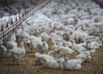 Four new human cases of bird flu confirmed in the United States