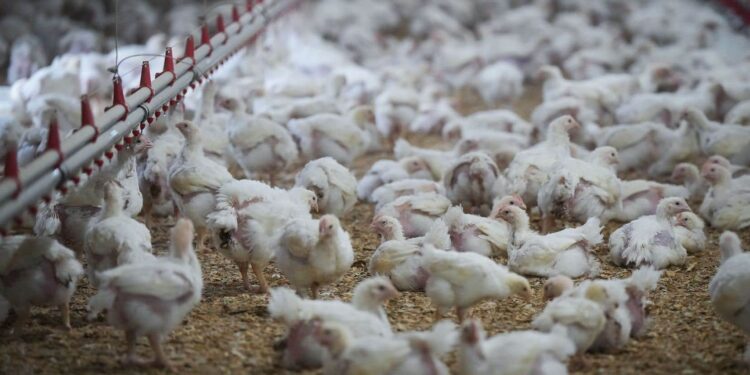 Four new human cases of bird flu confirmed in the United States