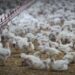 Four new human cases of bird flu confirmed in the United States