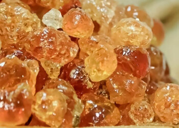 Sudan.. How did the war affect the world’s largest producer of gum arabic? | Economy