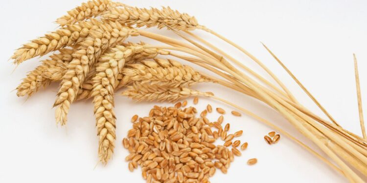 Traders: Algeria tenders soft wheat for shipment to two ports | Economy