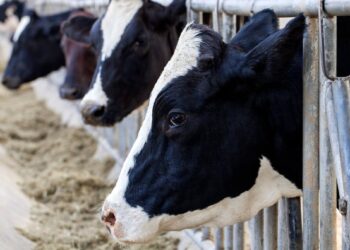 US: Fourth human case of bird flu linked to outbreak in cows