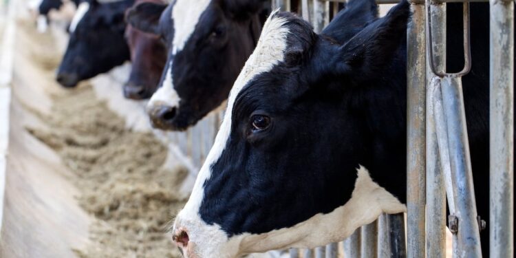 US: Fourth human case of bird flu linked to outbreak in cows