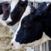 US: Fourth human case of bird flu linked to outbreak in cows