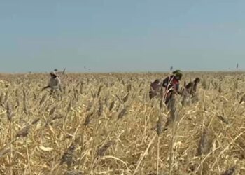 Will the new agricultural season spare Sudan hunger and economic deficit? | Economy