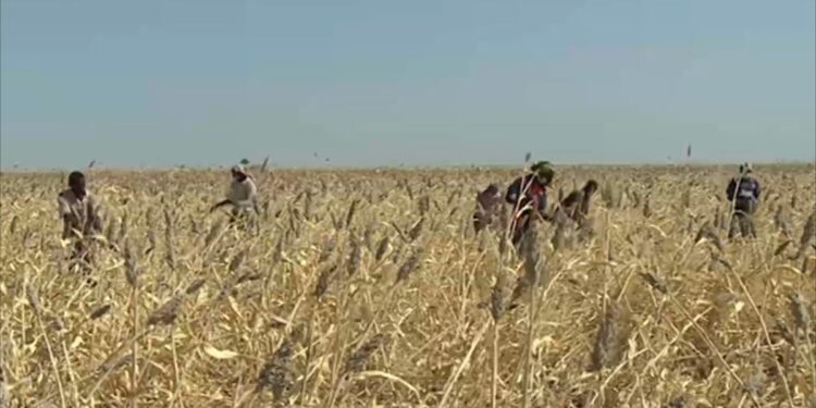 Will the new agricultural season spare Sudan hunger and economic deficit? | Economy