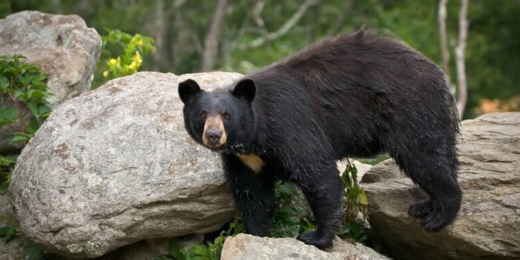 3-year-old girl attacked by bear at campsite