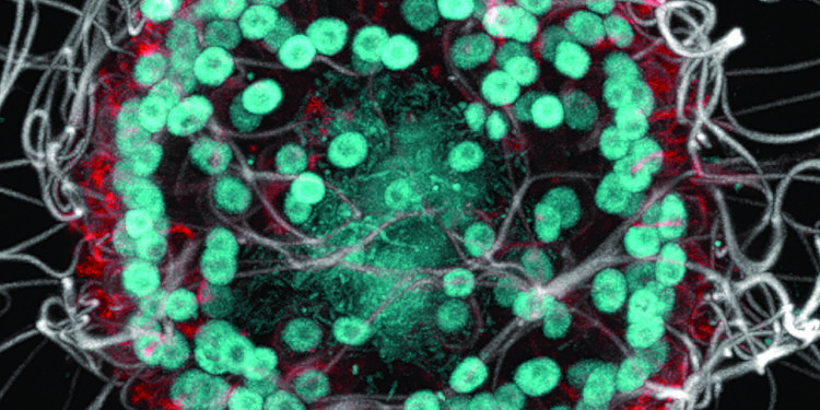 A creature the size of a speck of dust has been discovered hiding in Mono Lake in California.