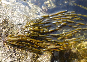 ‘Amazonian’ algae shed light on what happens to populations when females switch to asexual reproduction