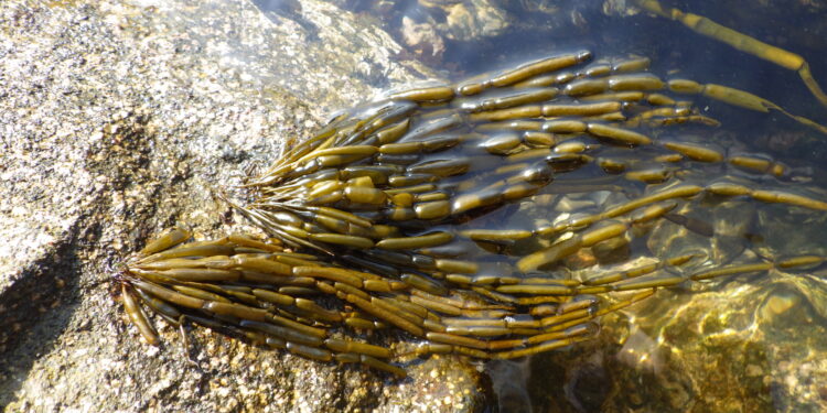 ‘Amazonian’ algae shed light on what happens to populations when females switch to asexual reproduction