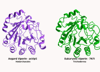 Ancient microbes linked to evolution of human immune proteins