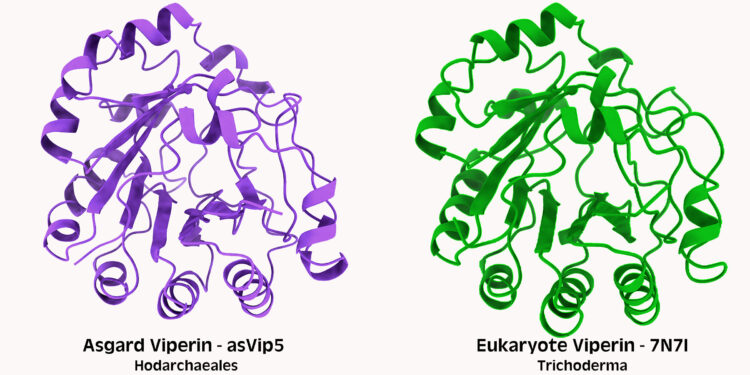 Ancient microbes linked to evolution of human immune proteins