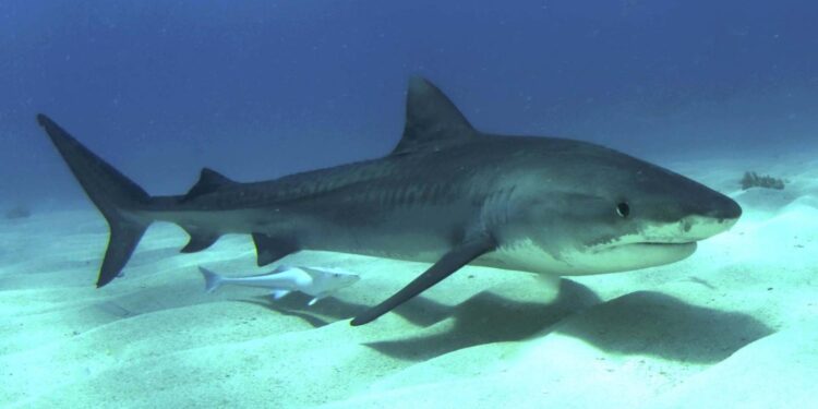 Ancient sea cow attacked by both primitive crocodile and shark sheds new light on prehistoric food chains