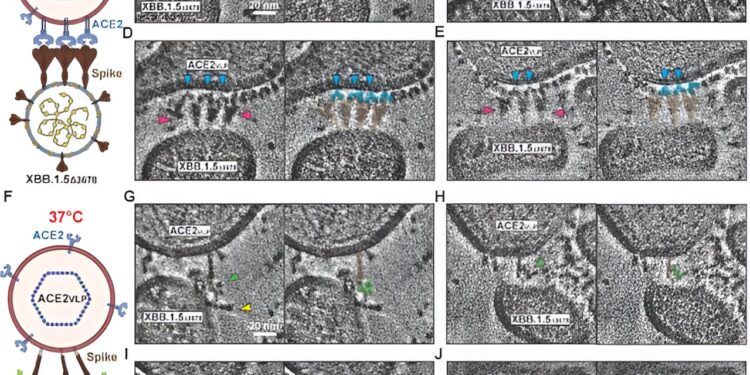 Antibody could offer complete protection against SARS-CoV-2 virus evolution