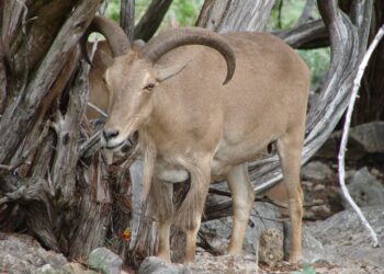Bighorn sheep and mountain sheep share respiratory pathogens, research team finds