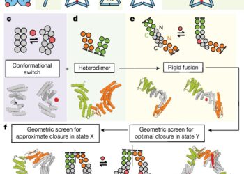 Biochemists design proteins that can switch from assembly to disassembly via allosteric control