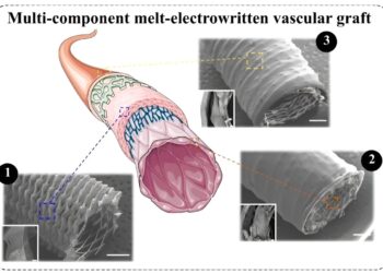 Bioengineers develop hybrid transplants to fight cardiovascular disease