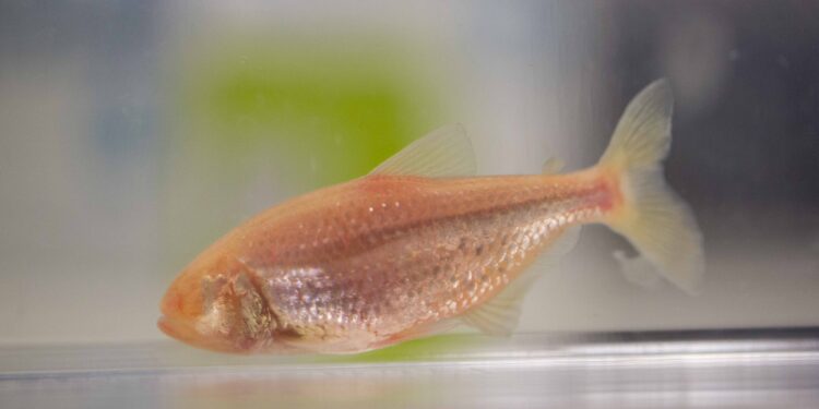 Blind cave fish have extraordinary taste buds that increase with age, study reveals