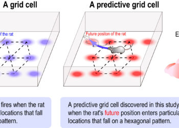 Brain cells that plan where to go