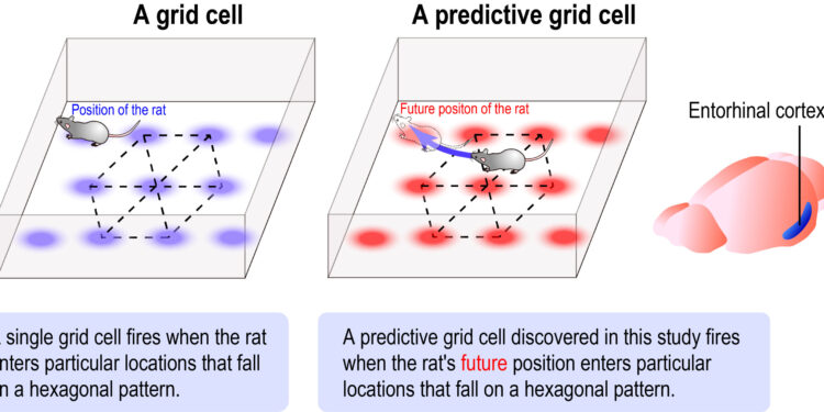 Brain cells that plan where to go