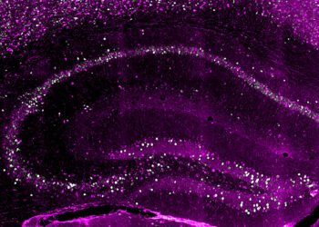Brain creates parallel copies of the same memory, new study reveals