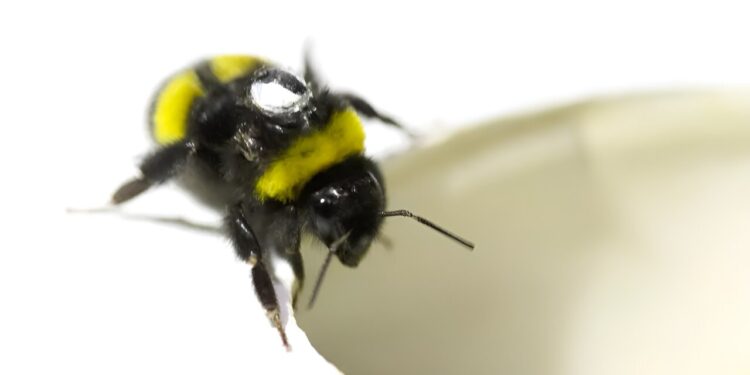 Bumblebees’ sense of direction rivals that of humans, study finds