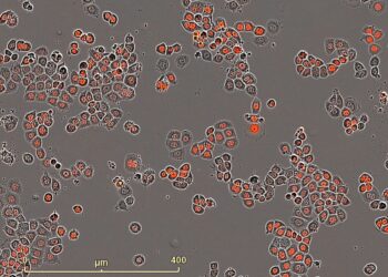 Cancer researchers develop new method that uses tumor cells’ internal clock to optimize therapies