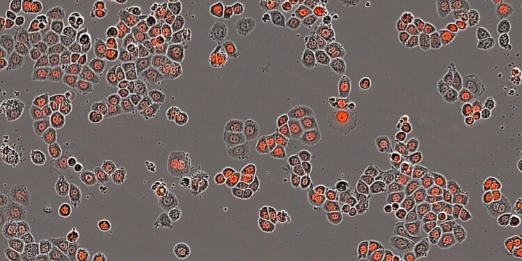 Cancer researchers develop new method that uses tumor cells’ internal clock to optimize therapies