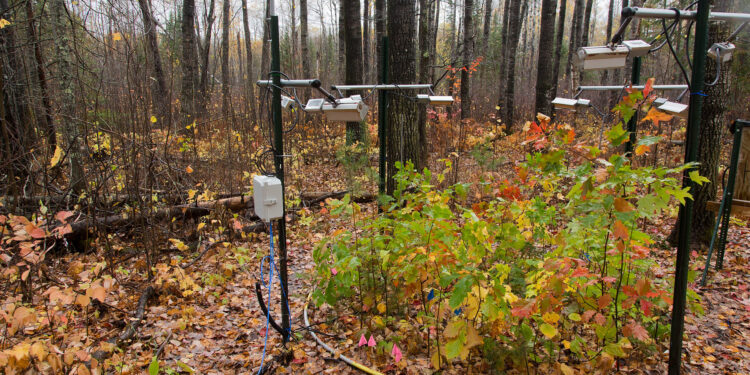 Carbon emissions from forest soils likely to increase with rising temperatures