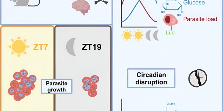 Circadian rhythms appear to influence vulnerability to malaria parasites