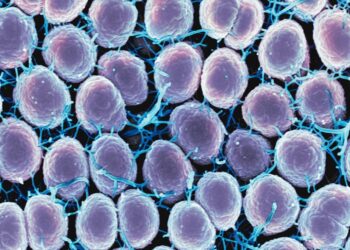 Collaborative study brings us closer to an effective vaccine against gonorrhea
