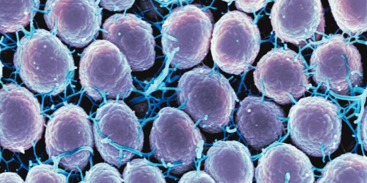 Collaborative study brings us closer to an effective vaccine against gonorrhea
