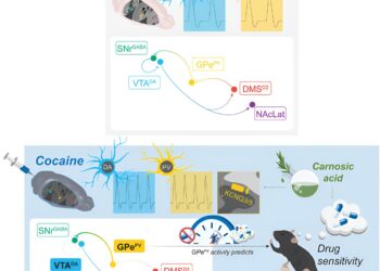 Compound in rosemary extract may reduce sensitivity to cocaine