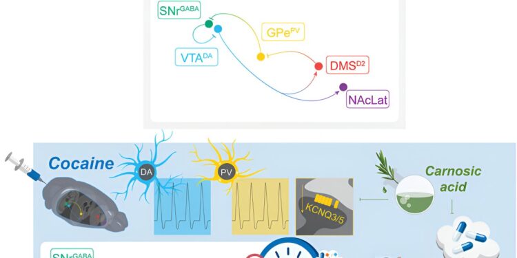 Compound in rosemary extract may reduce sensitivity to cocaine
