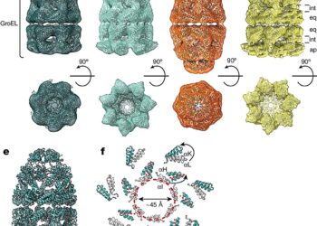 Cryo-ET study elucidates protein folding helpers in their natural environment