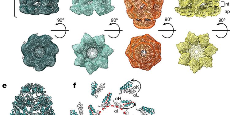 Cryo-ET study elucidates protein folding helpers in their natural environment