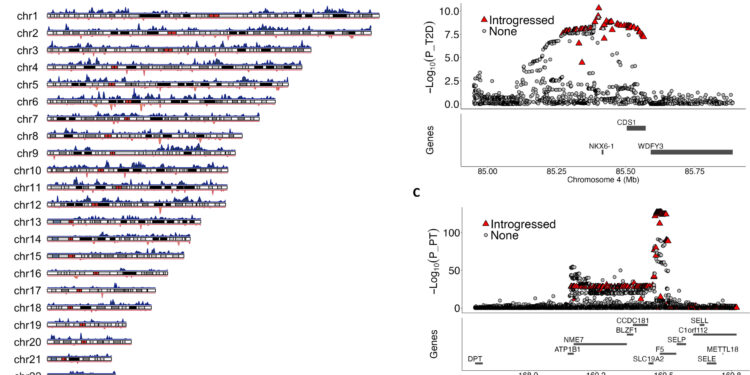 DNA study challenges thinking about ancestry of Japan’s people