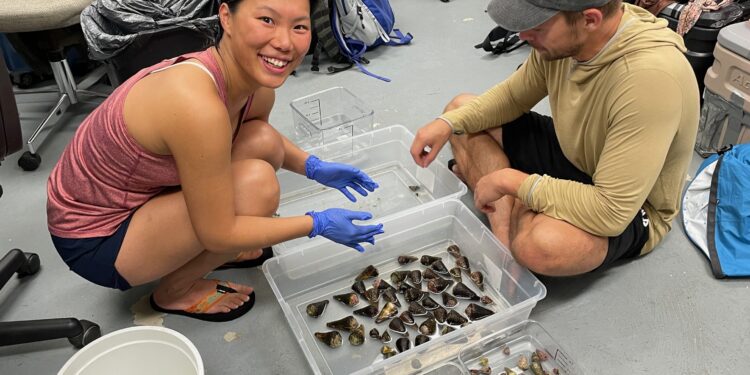 Deadly toxin from sea snails could hold key to making better drugs