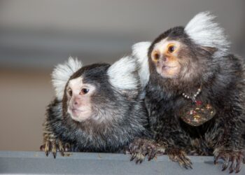 Discovering the secret of marmosets’ communication: they have names
